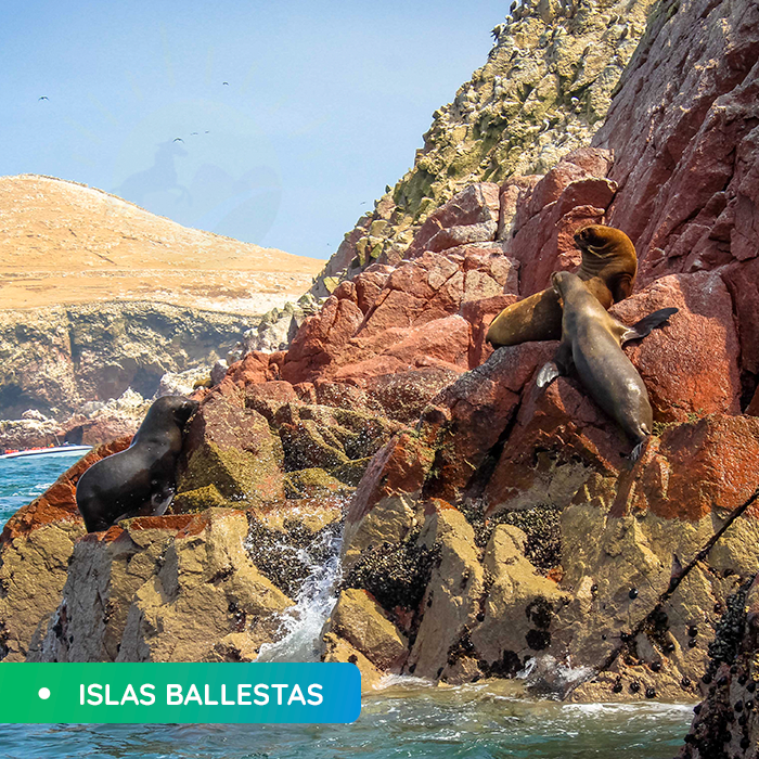 Full day Paracas - Ica - Imagen 3